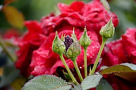 花卉,羅莎,按鈕