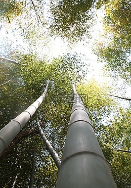 竹,森林,植物