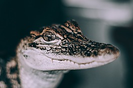 蛇,野生動物,毒藥