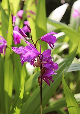 蘭花,開(kāi)花,紫