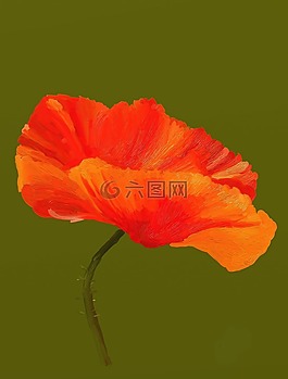 罌粟,花,虛擬