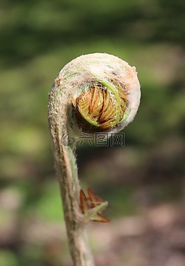 ferns,蕨菜,推出