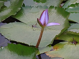 花,芽,百合