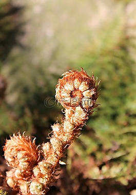 蕨菜,蕨類,船只 sporenpflanze