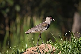 鳥,飛,動物