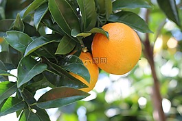 橘子,橙,水果