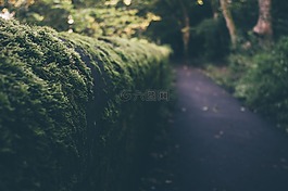 樹(shù),灌木,路徑