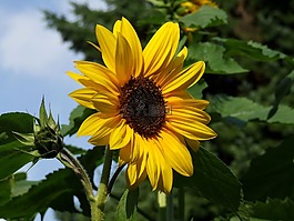 太陽花,花園,夏季