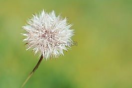 蒲公英,褪色的花,種子