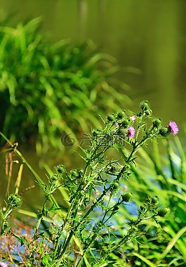 薊,自然,花