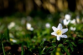 木材银莲花,洁白的花朵,夏天