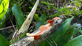 蘑菇,真菌,橙色