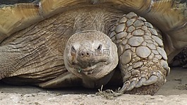 龜,動(dòng)物,動(dòng)物園
