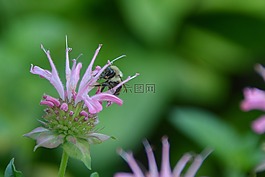 蜜蜂,熊蜂,夏天