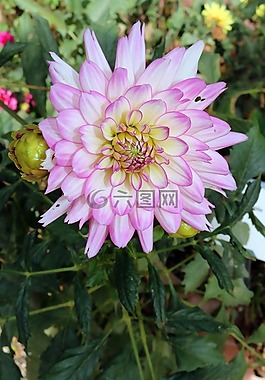 大麗花,花,粉紅色