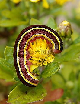 毛蟲(chóng),條紋,帶