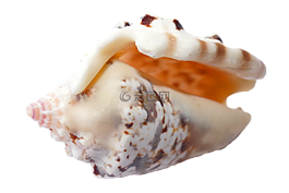 海,貝殼,海洋