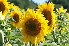 向日葵,黃色,花卉