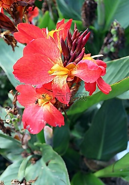 紅色,花,黃色