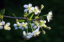 別墅,生活的本質(zhì),植物
