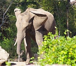 大象,動物園,箭頭