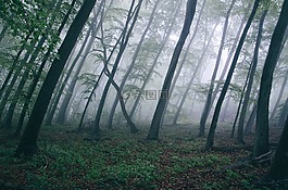 森林,樹,伍茲