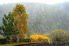 它下雪,生活的本質(zhì),植物