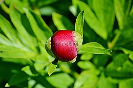 牡丹,芽,花