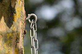 鏈,眼,樹