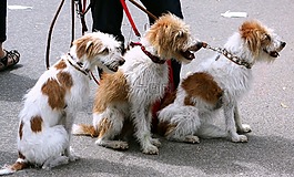 狗,犬,寵物