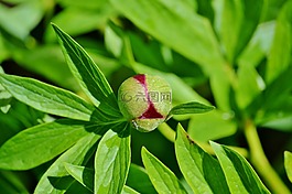 牡丹,花,芽