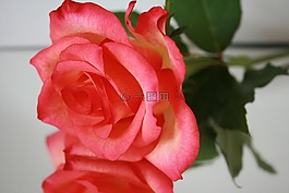 玫瑰,花,紅色