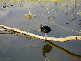 鳥,水,樹