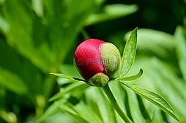 牡丹,花,芽