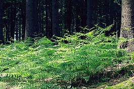 蕨類(lèi),森林,性質(zhì)
