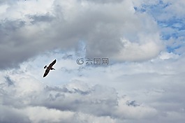 鸟,云,飞