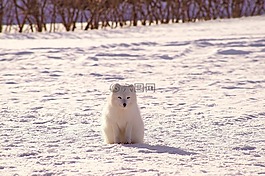 雪,冬天,白