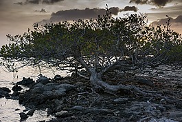 divi,樹,水