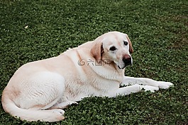 狗,寵物,動物