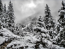 冬天,景觀,雪