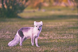 動物,狗,草
