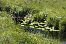 nénuphare,克里克,水