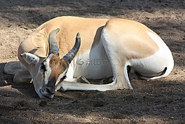 動(dòng)物園,羚羊,睡眠