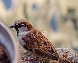 麻雀,鳥,性質(zhì)