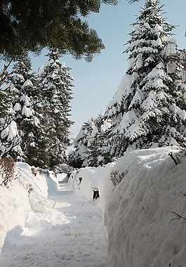 公園,雪,冬天