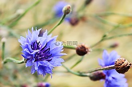 矢車菊,花,藍色
