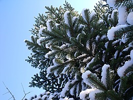 圣誕樹,雪,圣誕節(jié)