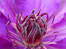 鐵線蓮,開花,芽