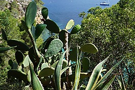 仙人掌,伊維薩,預(yù)訂
