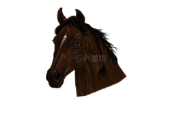 肖像,馬,頭